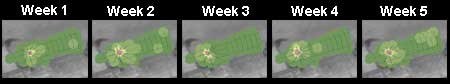Weekly Charts