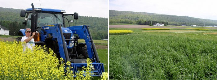 Research plots and canola-powered tractor