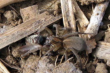 Wolf spider eating a cluck beetle