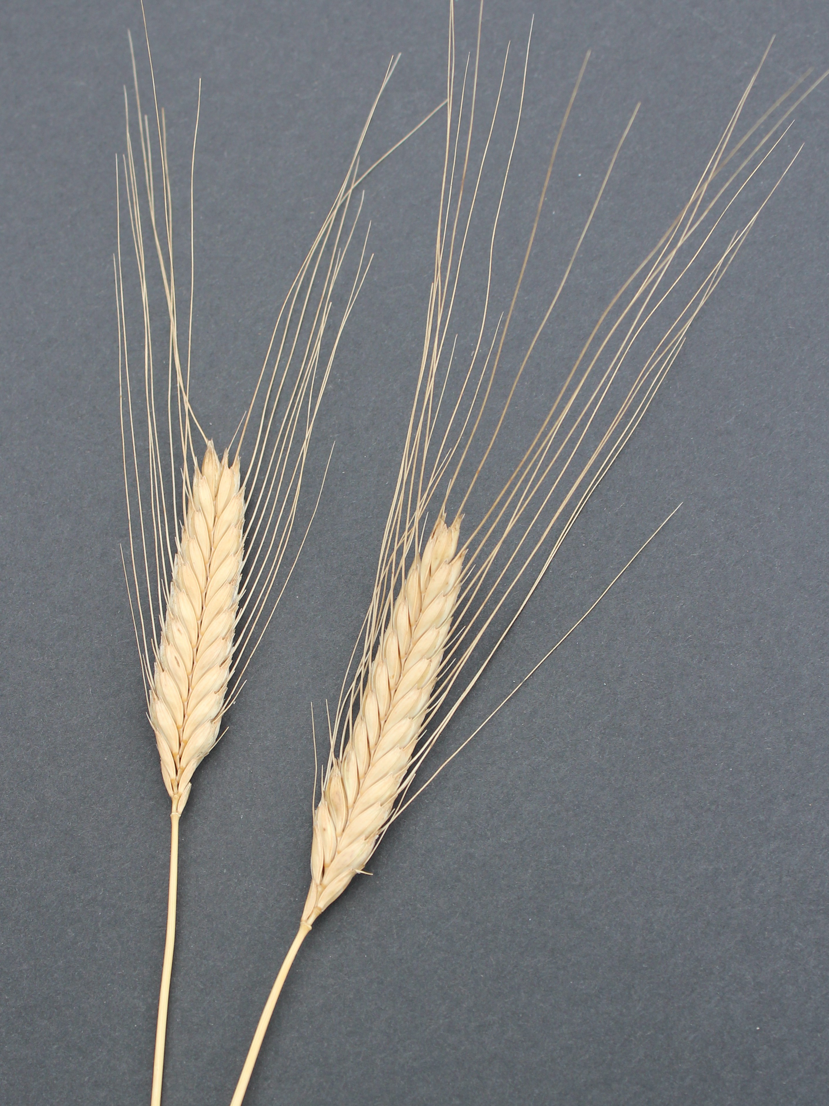 Ancient Grains: Einkorn Department of Plant Science