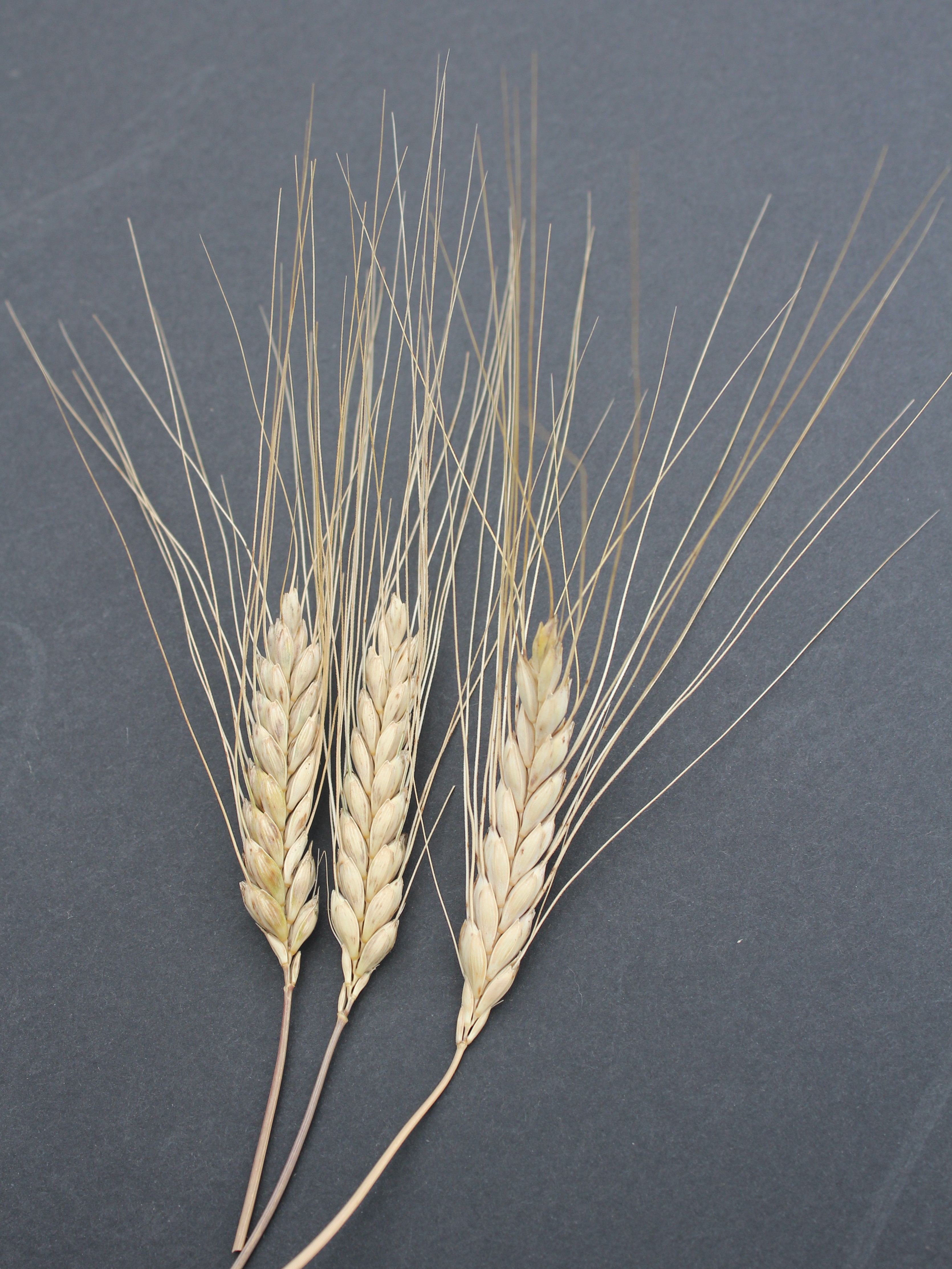 Arashigaoka geweer Messing Ancient Grains: Emmer — Department of Plant Science