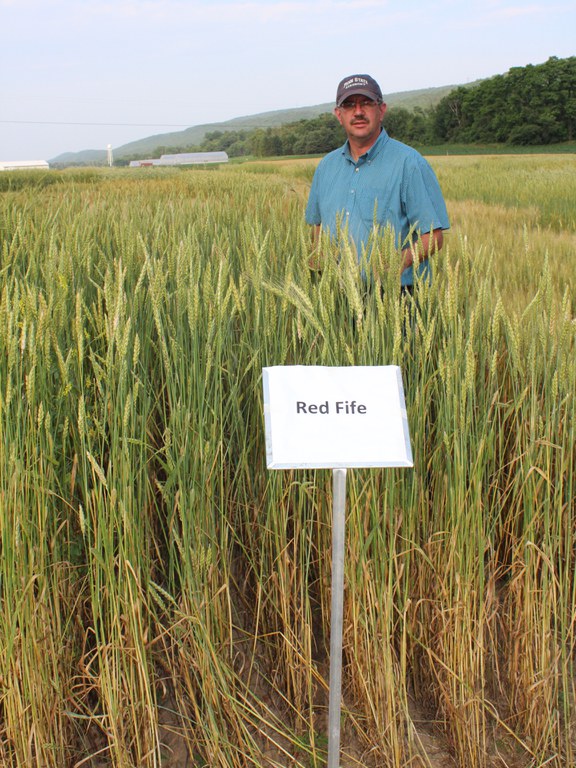 Red Fife: a classic hertiage wheat