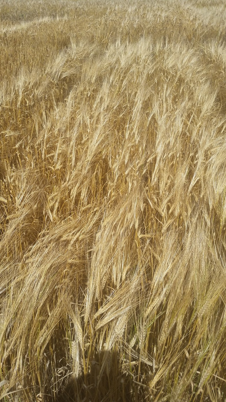 Malting Barley