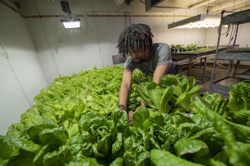 Undergraduate Majors and Minors — Department of Plant Science
